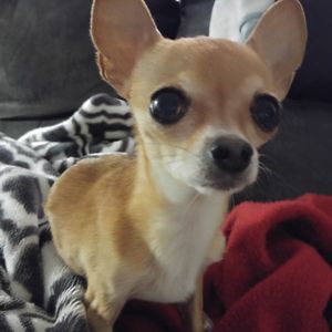 Meet your Posher, Sandy